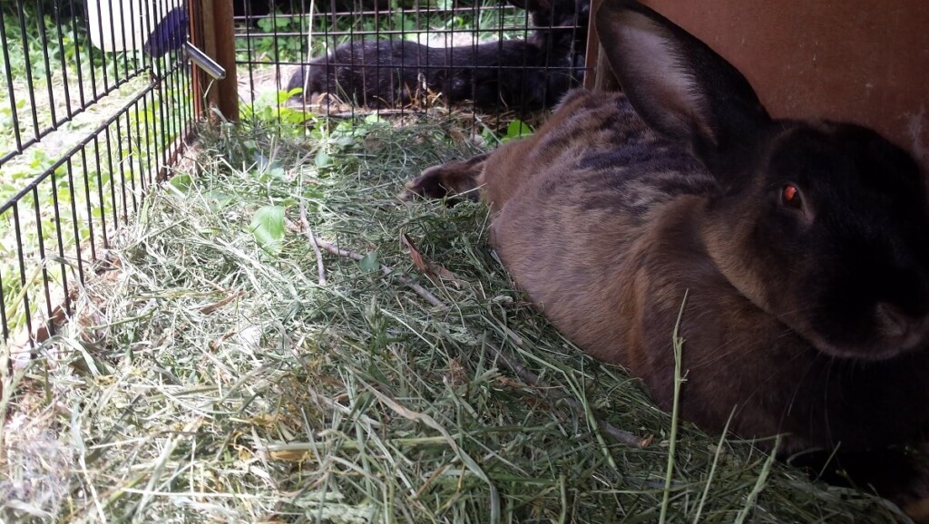 13 Amazing Things You Can Do With Grass Clippings – Image 11