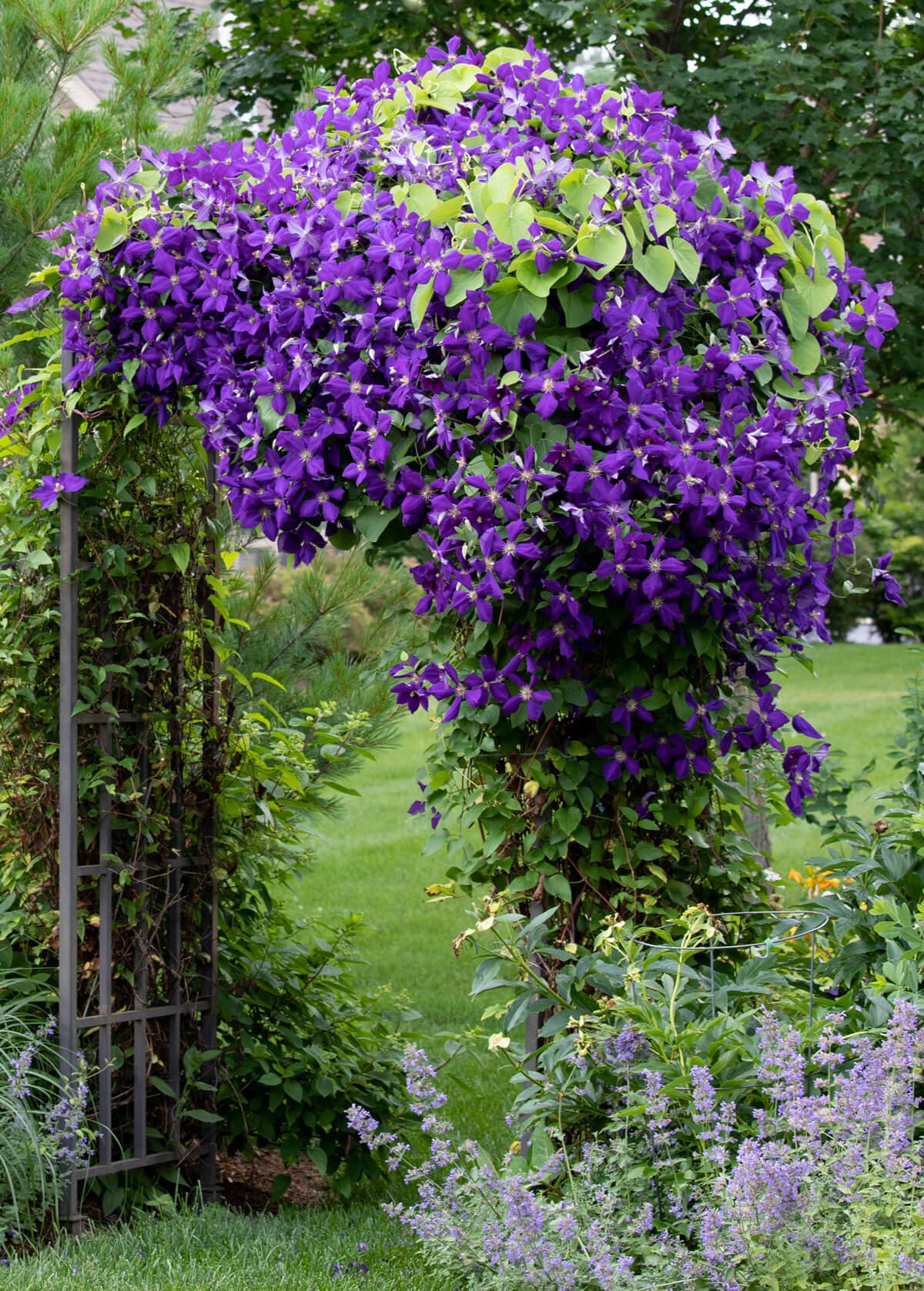 24 Best Climbing Plants for Trellis, Pergola, or Fence – Image 3