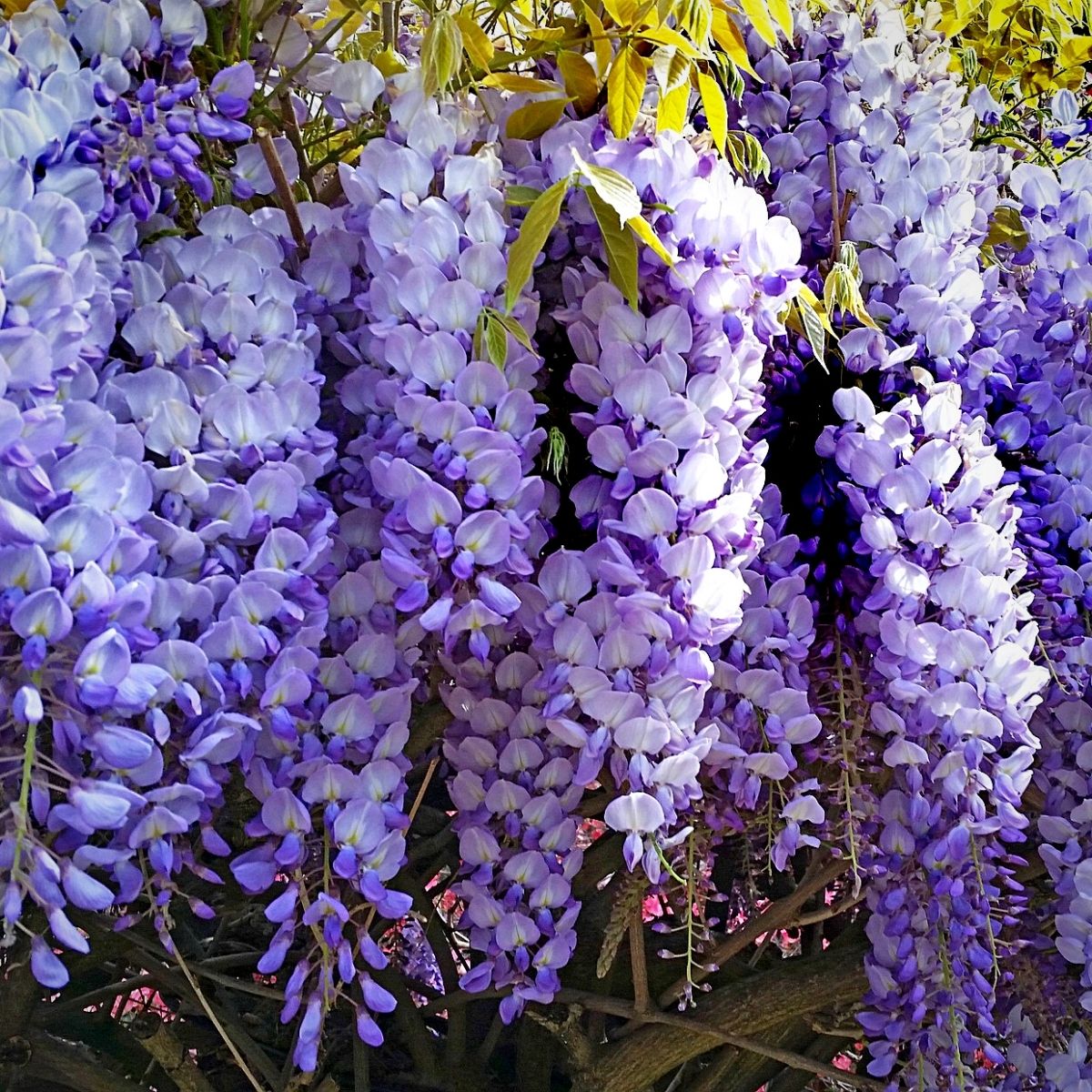 24 Best Climbing Plants for Trellis, Pergola, or Fence – Image 5