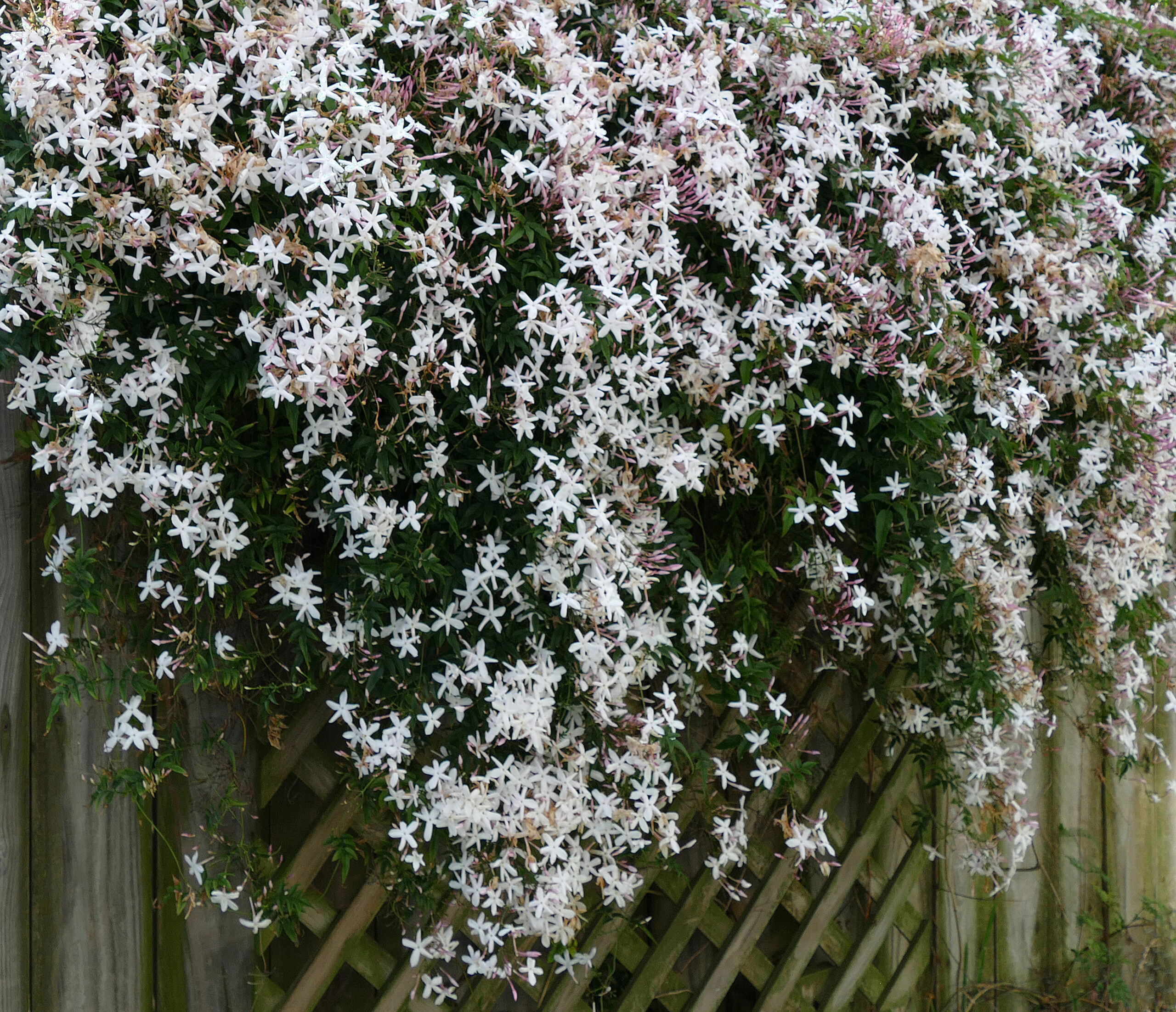 24 Best Climbing Plants for Trellis, Pergola, or Fence – Image 7