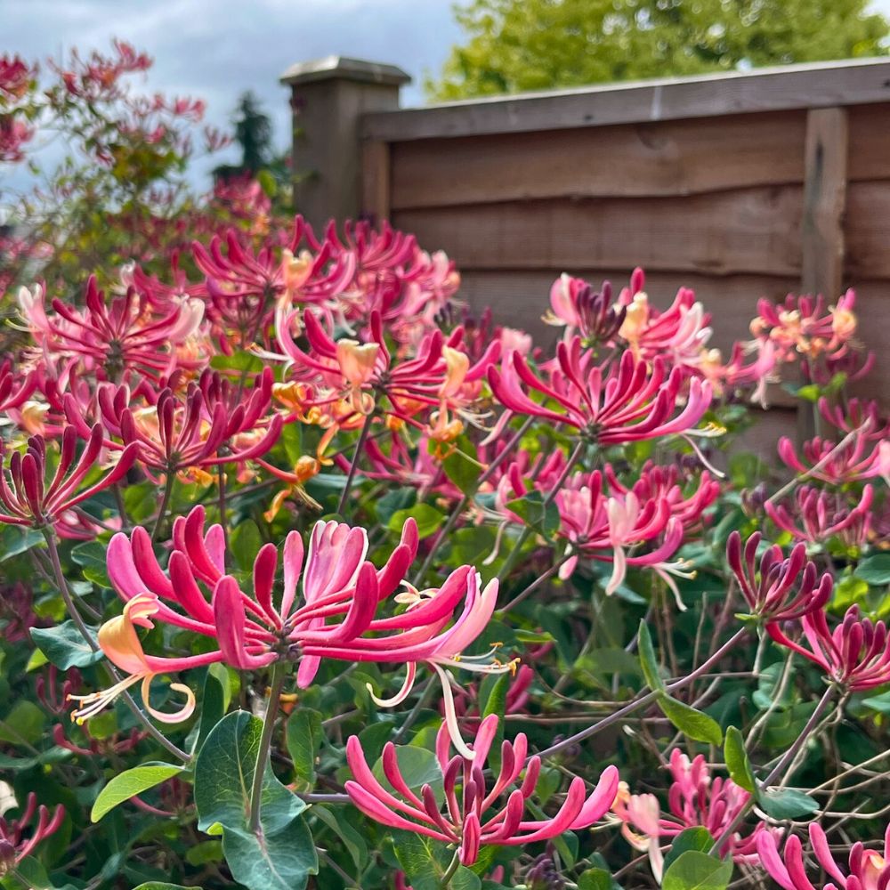 24 Best Climbing Plants for Trellis, Pergola, or Fence – Image 11