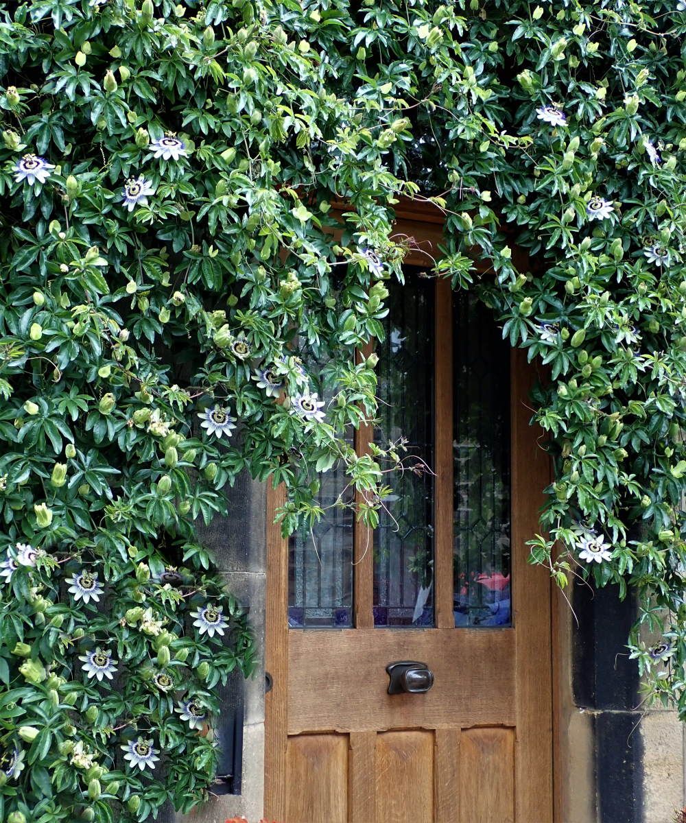 24 Best Climbing Plants for Trellis, Pergola, or Fence – Image 13