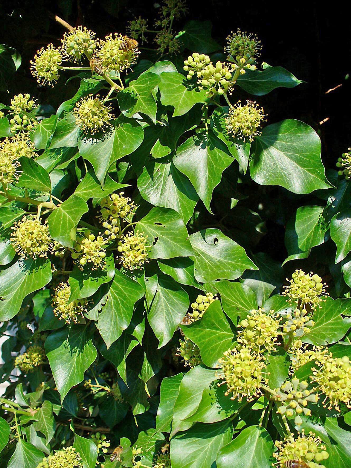 24 Best Climbing Plants for Trellis, Pergola, or Fence – Image 15