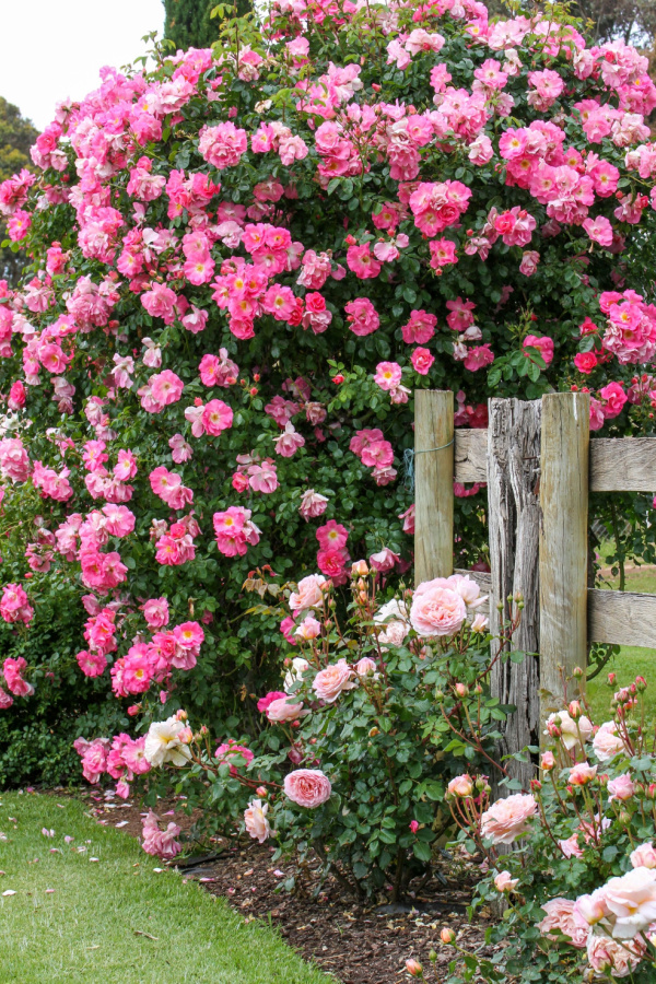 24 Best Climbing Plants for Trellis, Pergola, or Fence – Image 19
