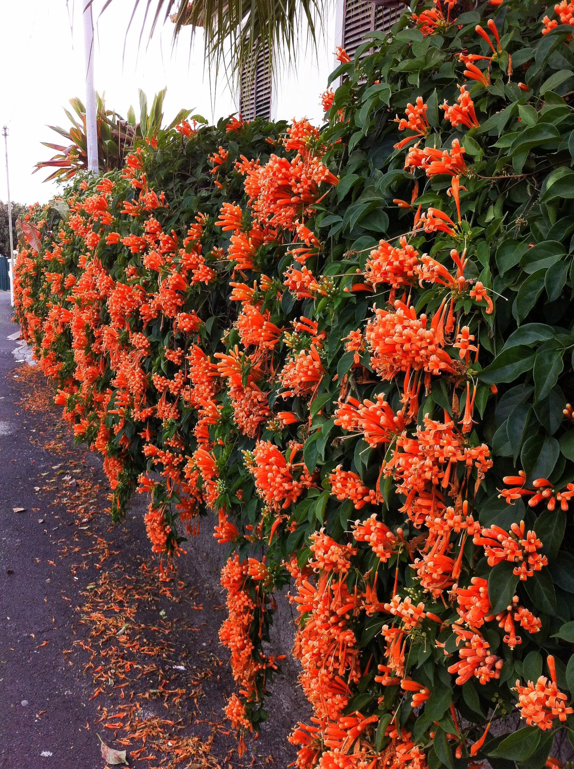 24 Best Climbing Plants for Trellis, Pergola, or Fence – Image 21