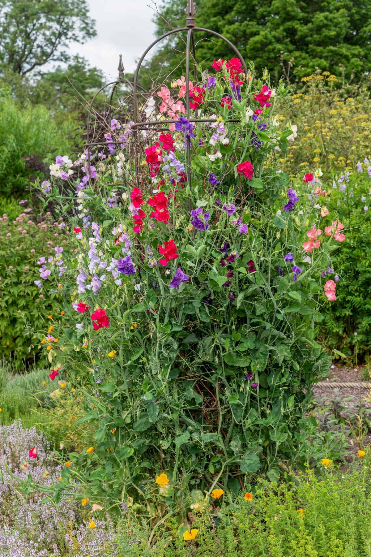 24 Best Climbing Plants for Trellis, Pergola, or Fence – Image 23