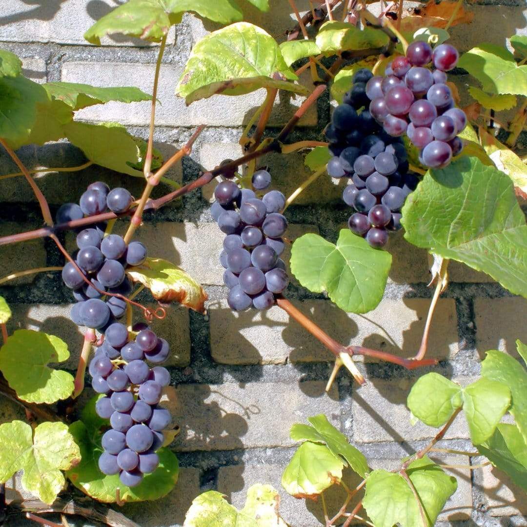 24 Best Climbing Plants for Trellis, Pergola, or Fence – Image 27
