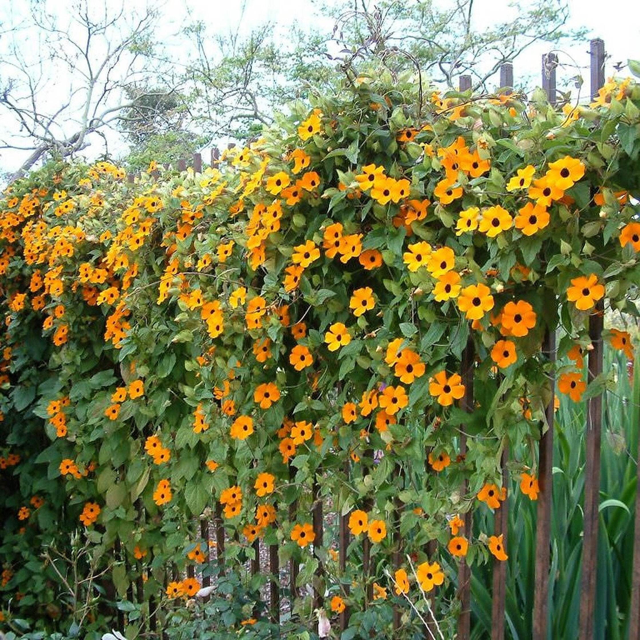 24 Best Climbing Plants for Trellis, Pergola, or Fence – Image 29