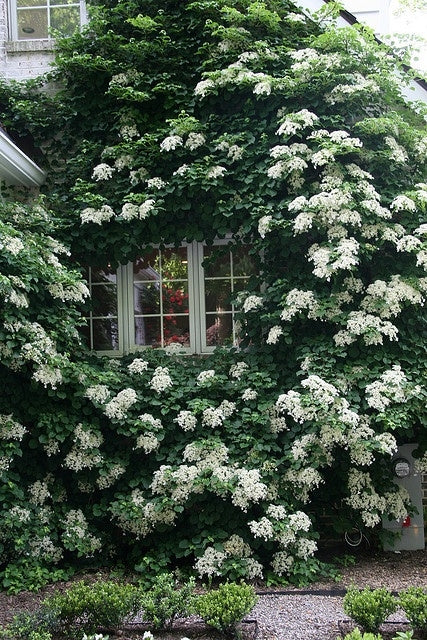 24 Best Climbing Plants for Trellis, Pergola, or Fence – Image 31