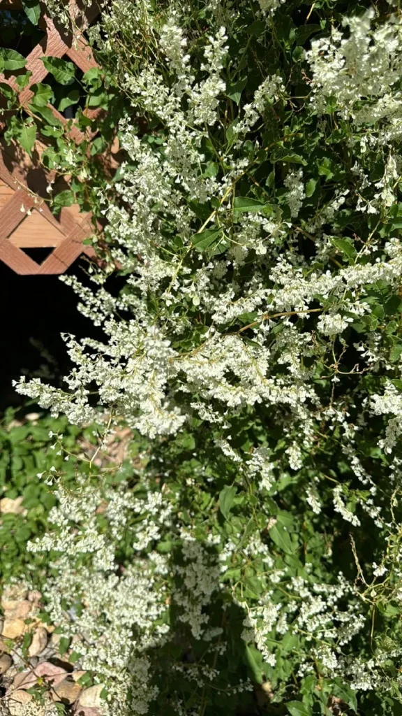 24 Best Climbing Plants for Trellis, Pergola, or Fence – Image 35