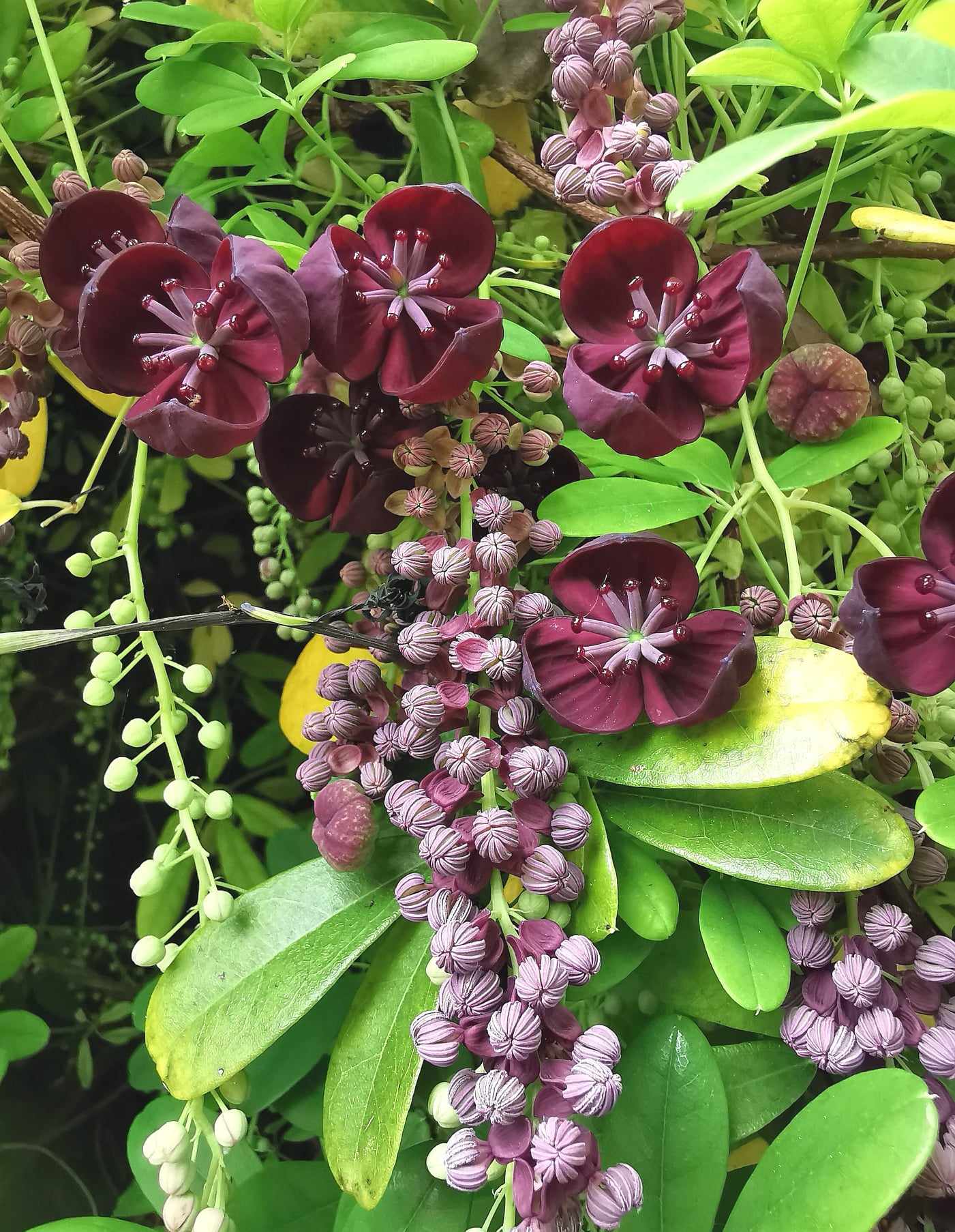 24 Best Climbing Plants for Trellis, Pergola, or Fence – Image 37
