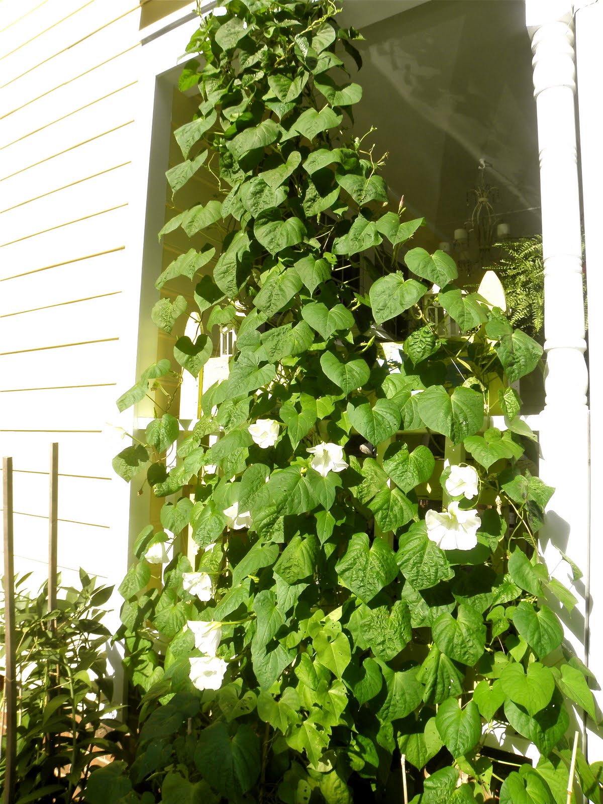 24 Best Climbing Plants for Trellis, Pergola, or Fence – Image 39