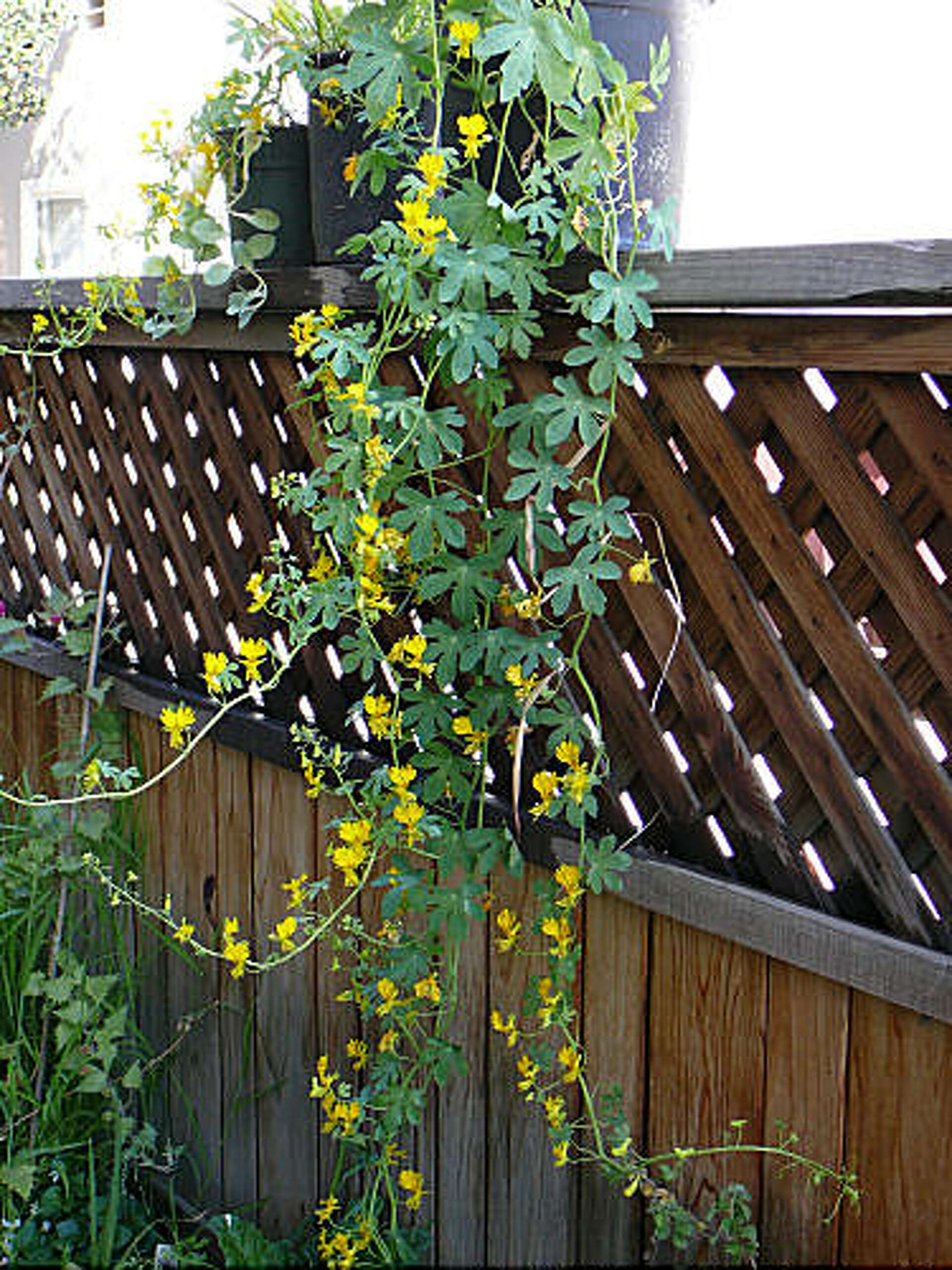 24 Best Climbing Plants for Trellis, Pergola, or Fence – Image 41