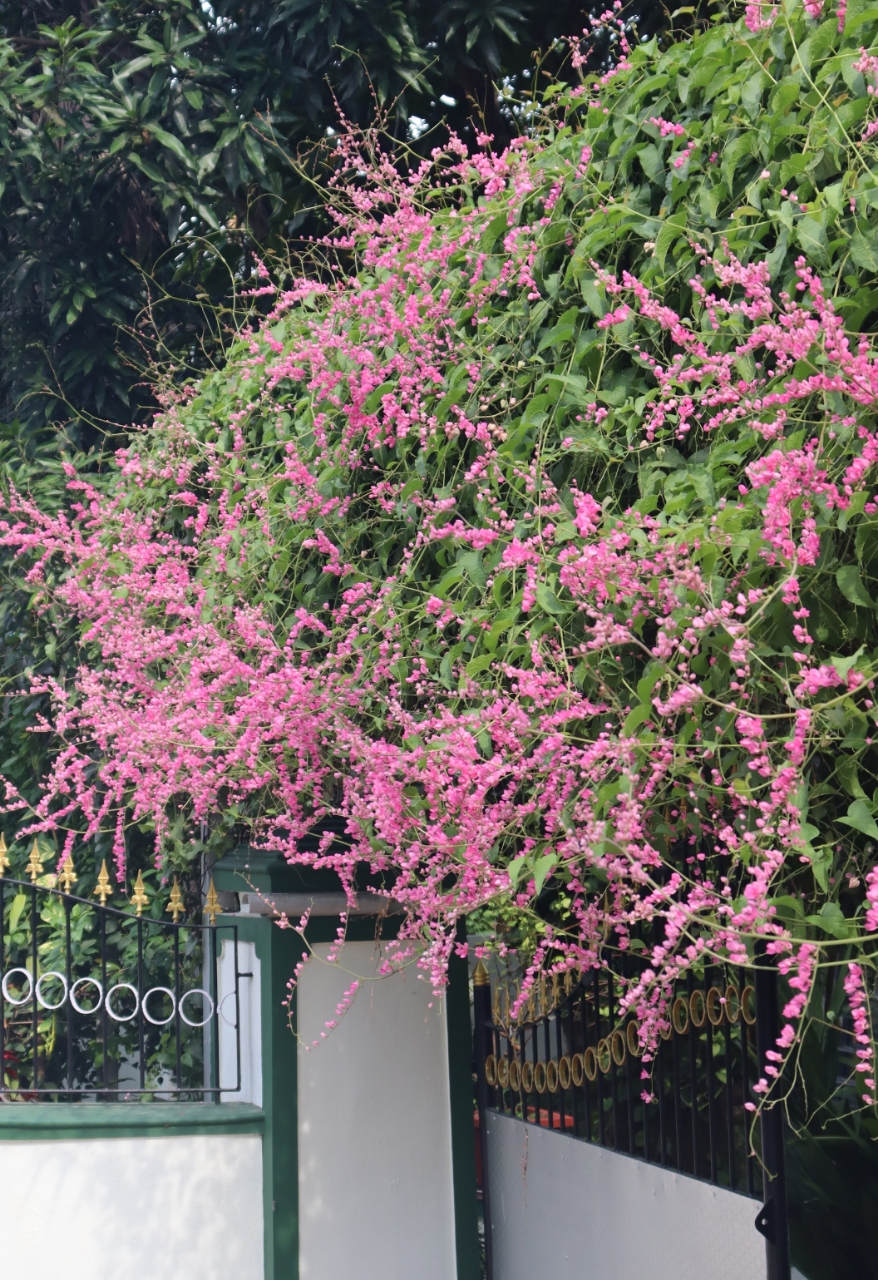 24 Best Climbing Plants for Trellis, Pergola, or Fence – Image 43