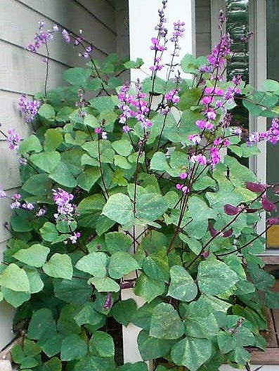 24 Best Climbing Plants for Trellis, Pergola, or Fence – Image 45