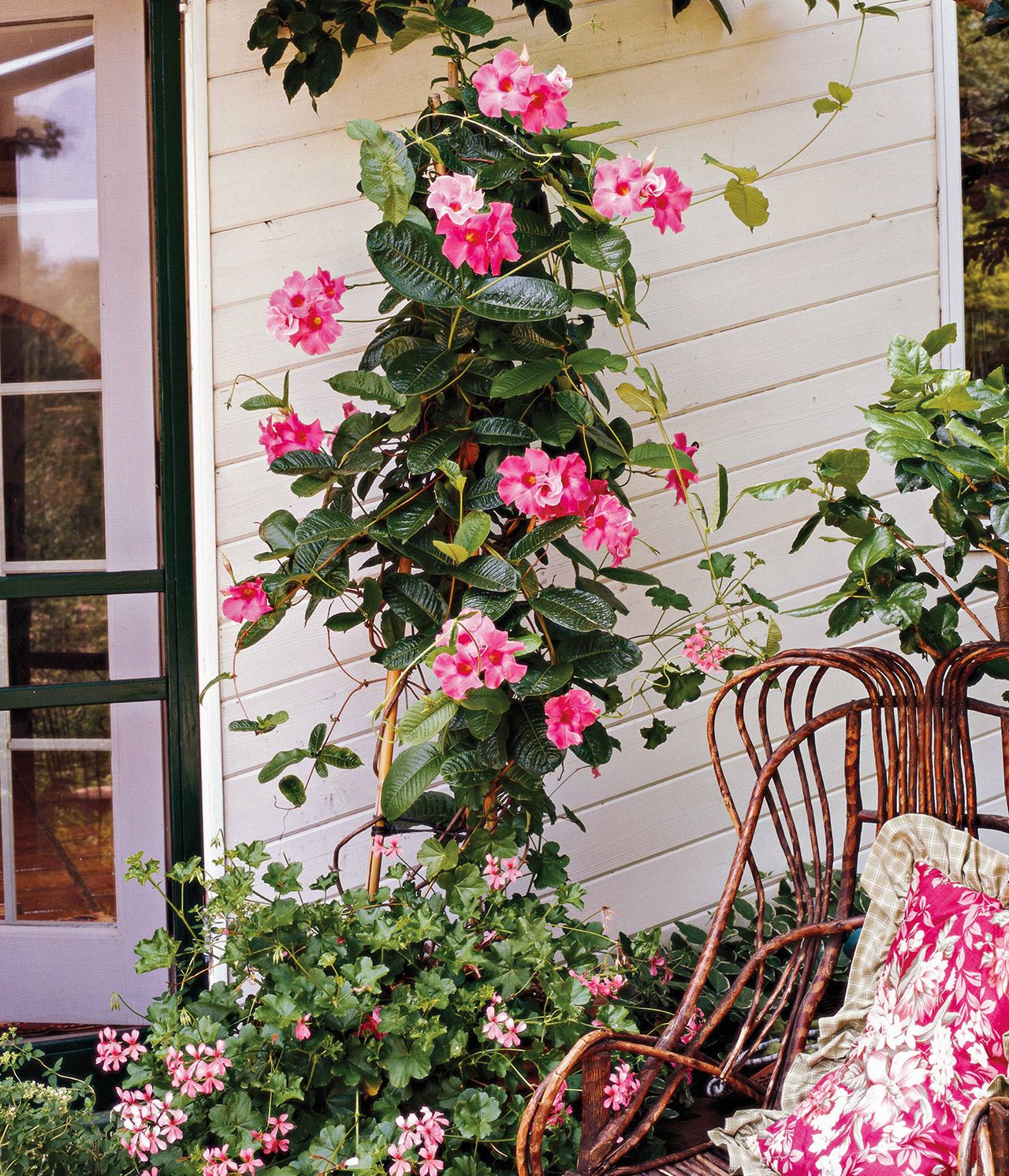 24 Best Climbing Plants for Trellis, Pergola, or Fence – Image 47