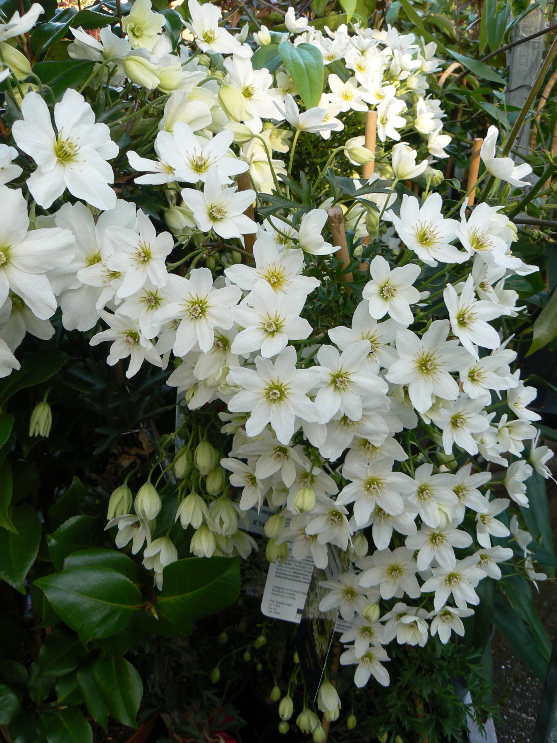 24 Best Climbing Plants for Trellis, Pergola, or Fence – Image 49