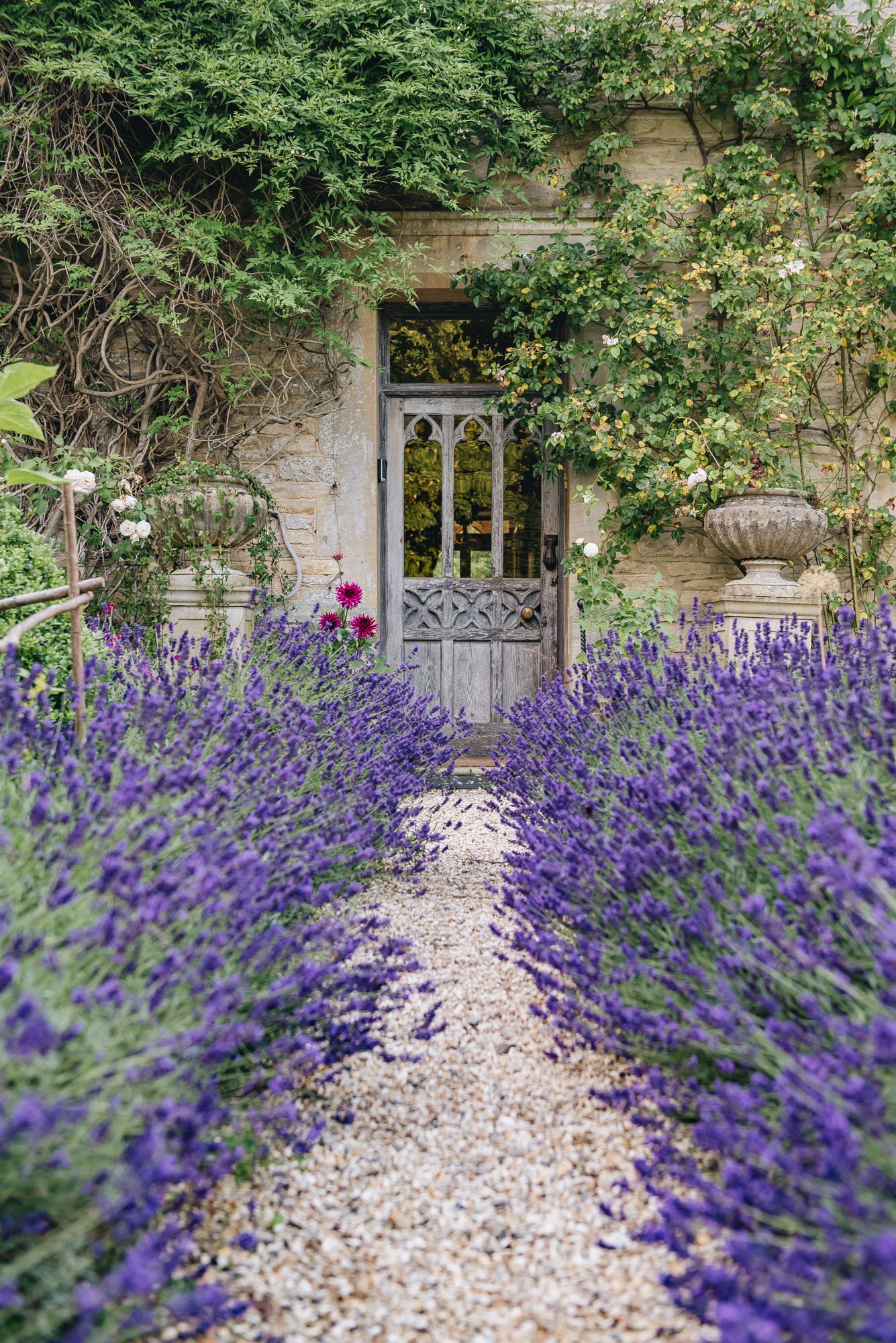 Lavender Edging Plant