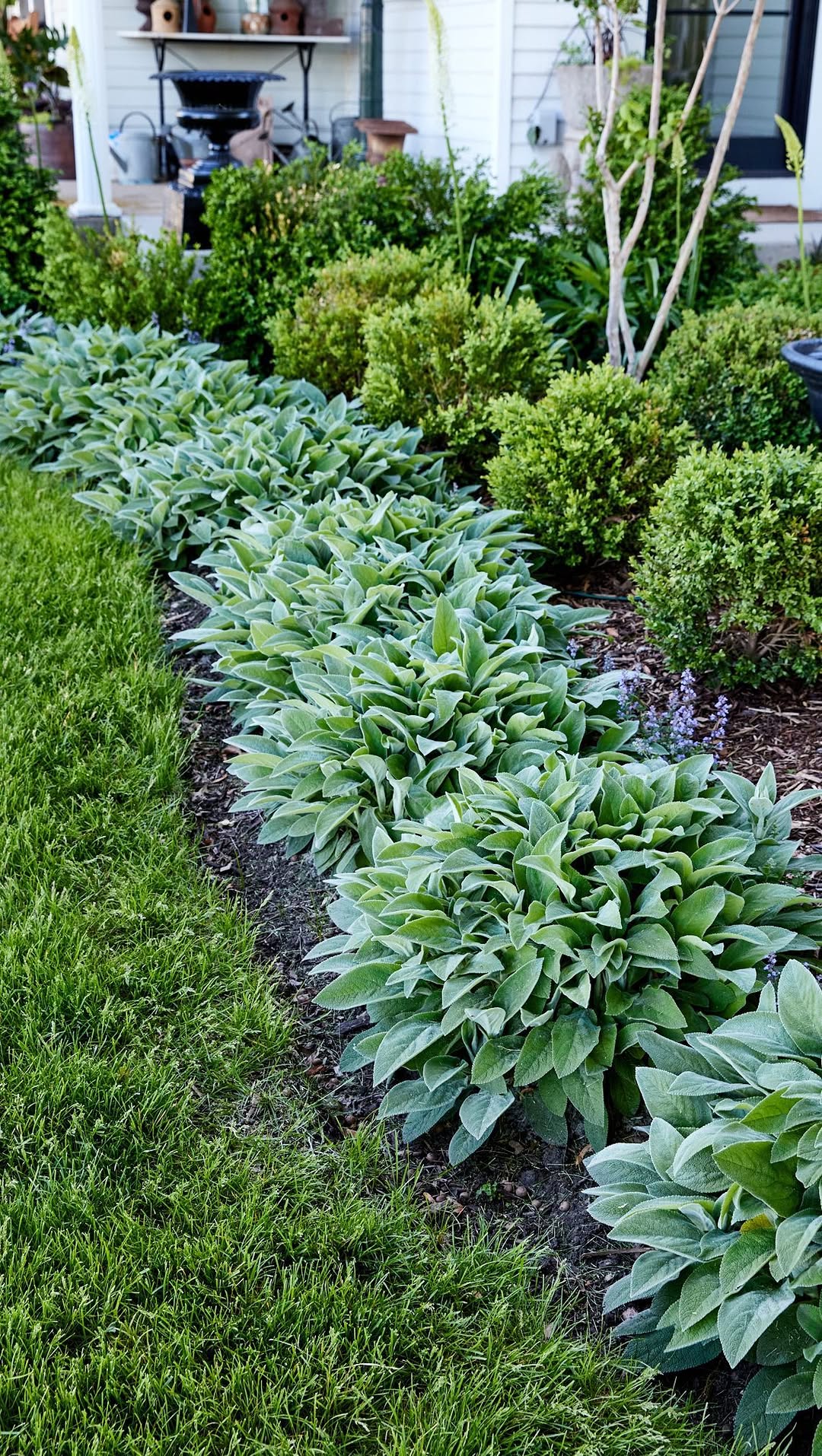 Lamb’s Ear Edging Plants