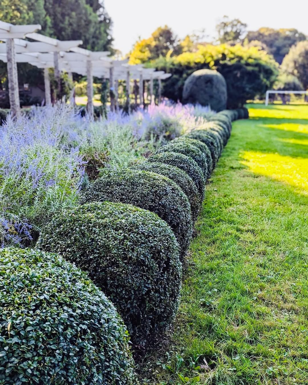 Boxwood Edging Plants