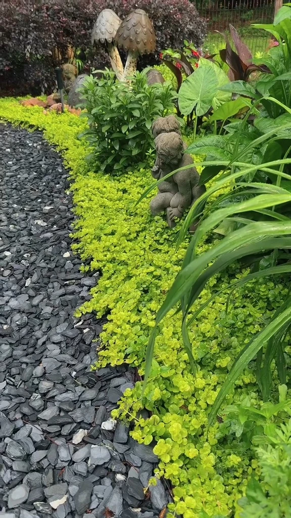 Creeping Jenny Edging Plants