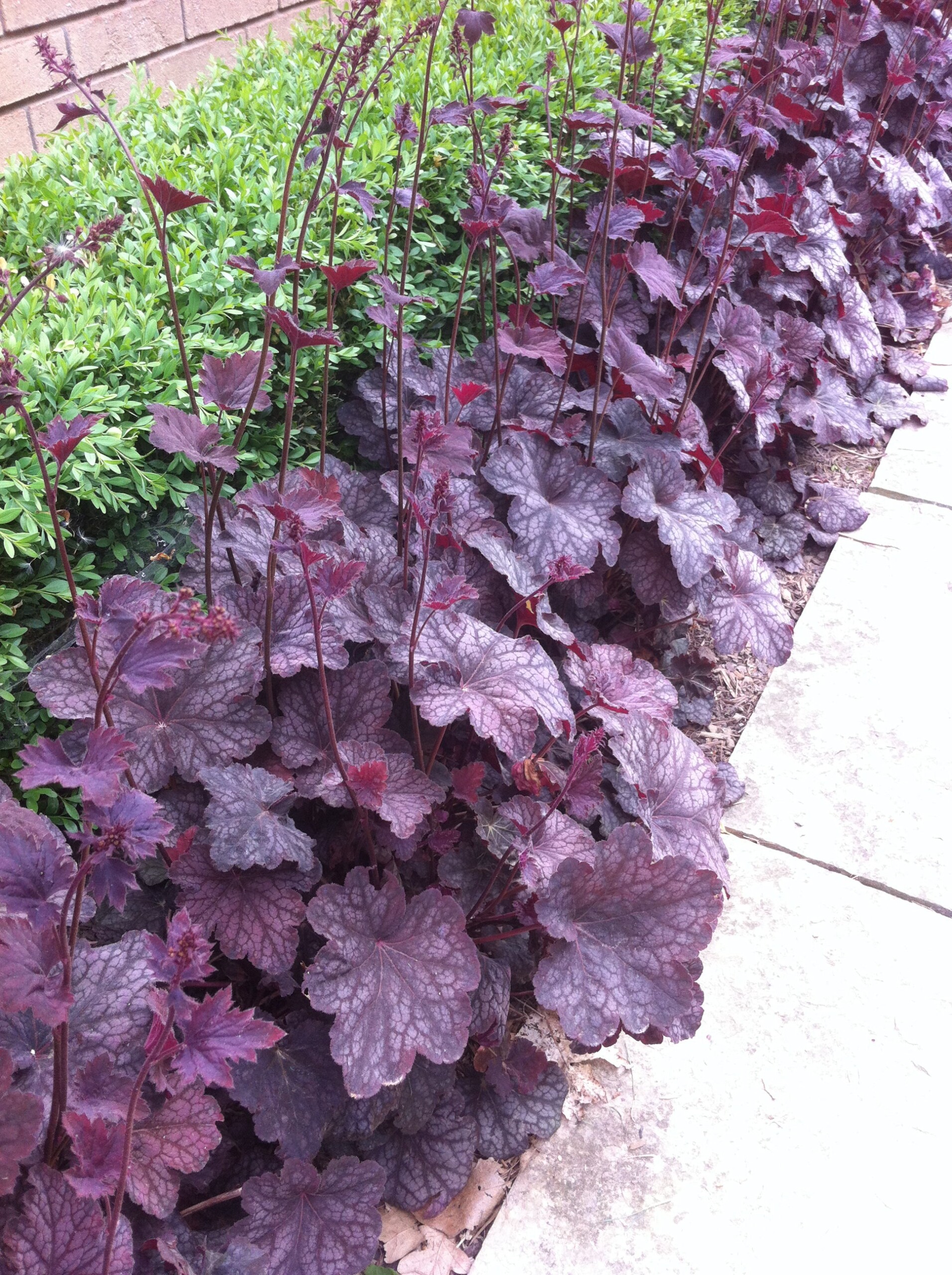 Heuchera (Coral Bells) Edging Plants