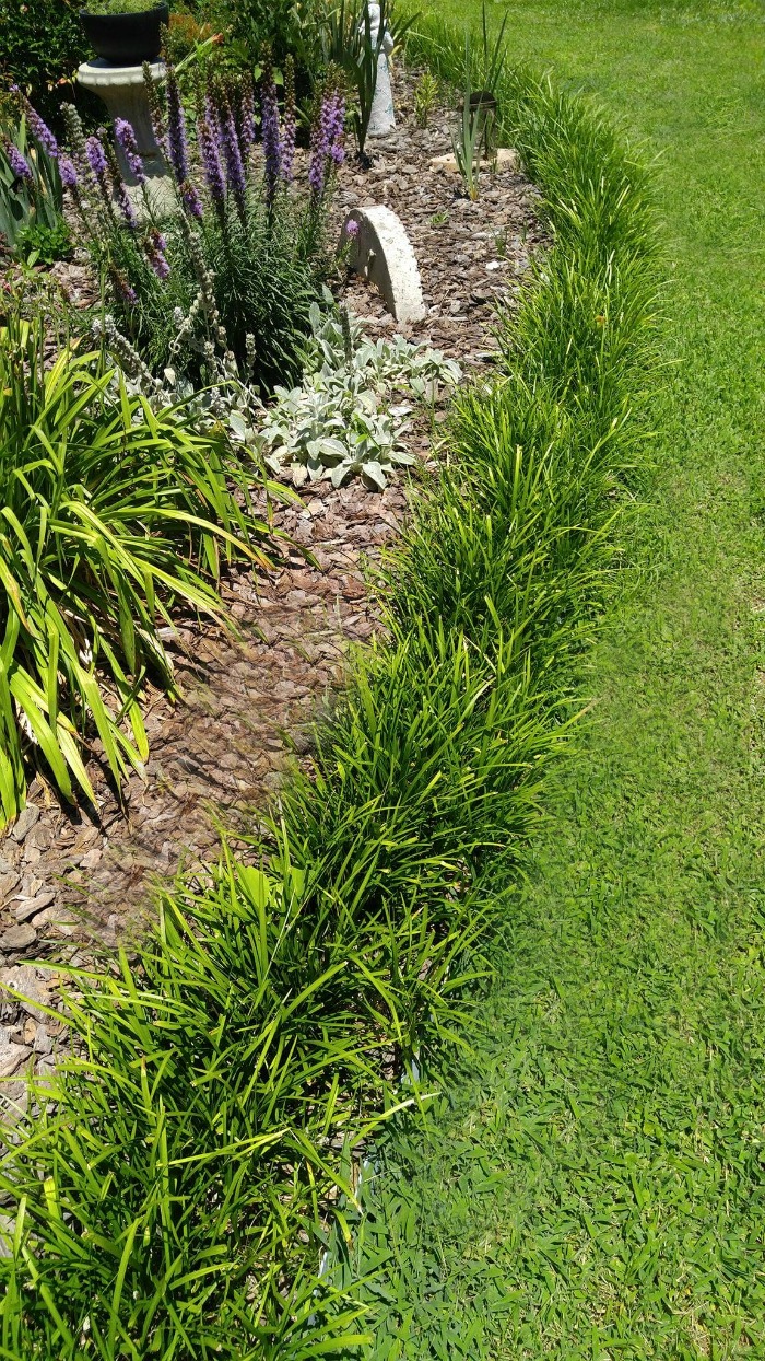 Dwarf Mondo Grass Edging Plants