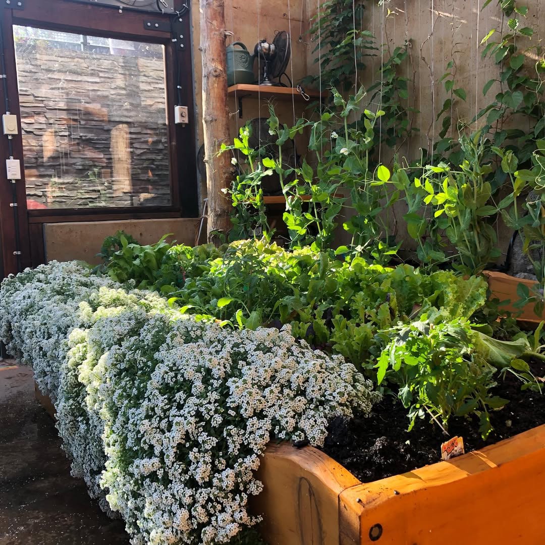 Alyssum Edging Plants