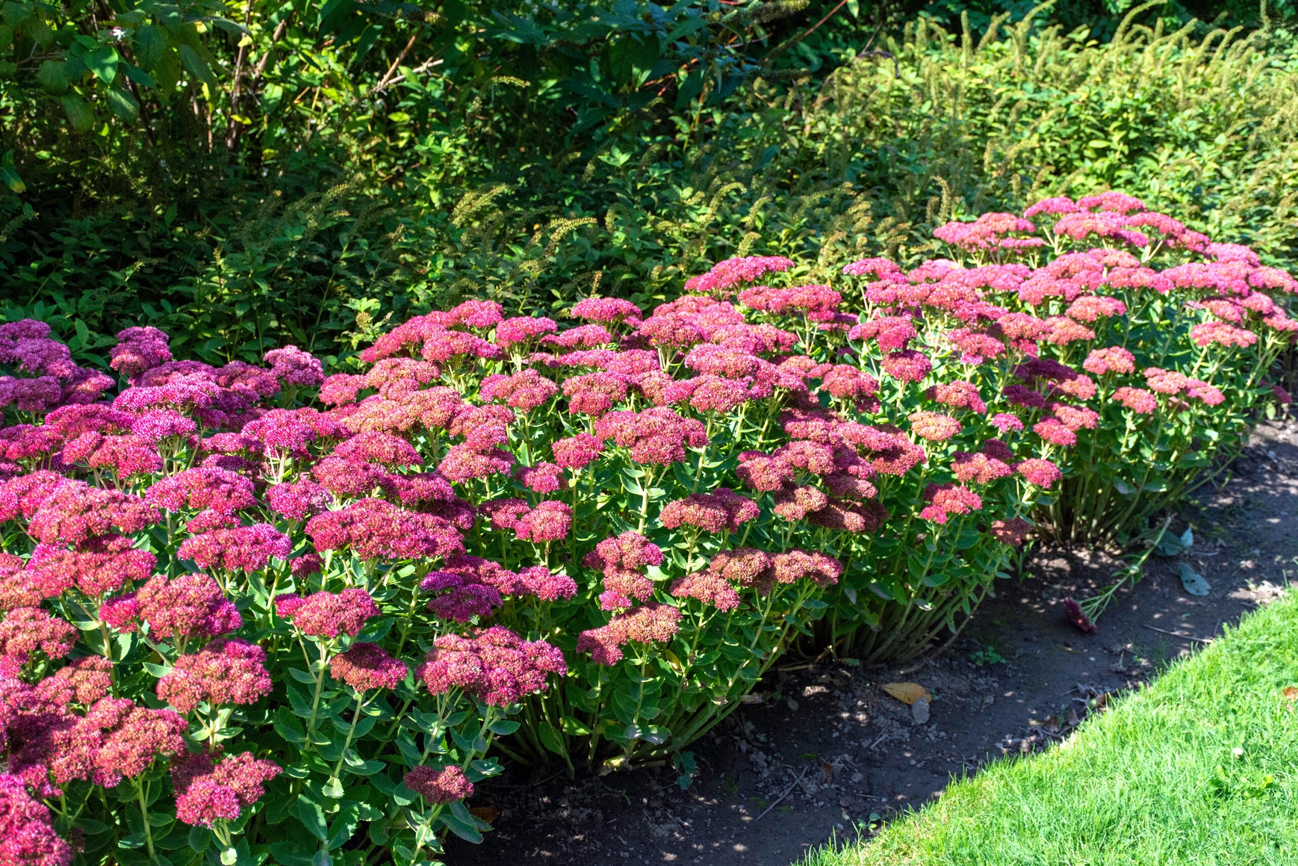 Sedum (Stonecrop) Edging Plants