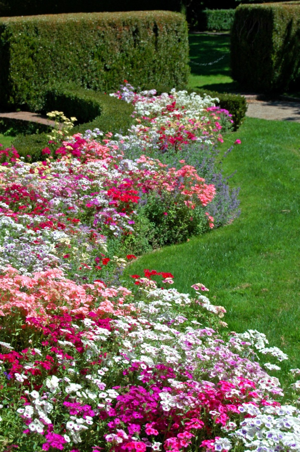 Dianthus Edging Plants