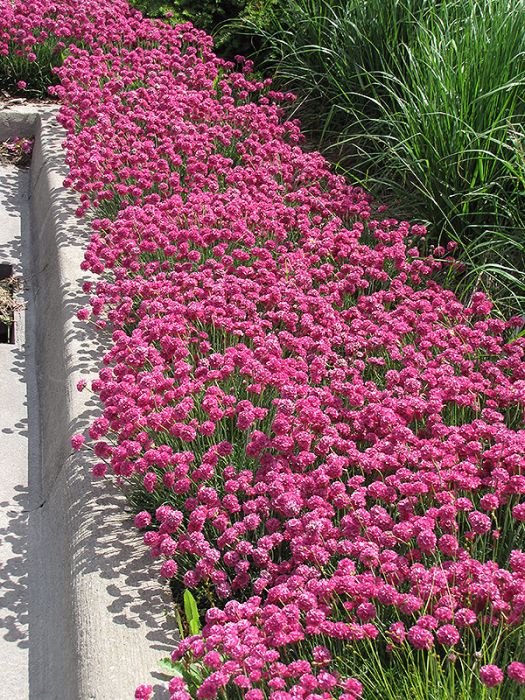 Thrift (Armeria) Edging Plants