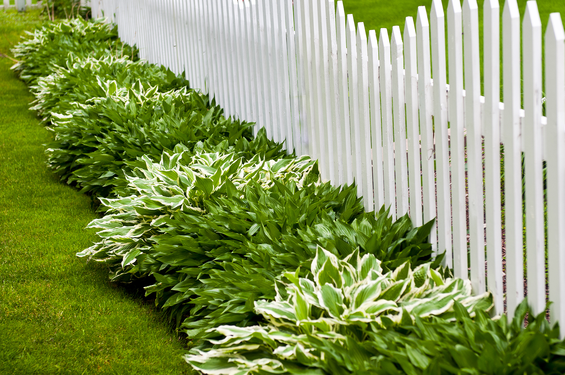 Hostas Edging Plants