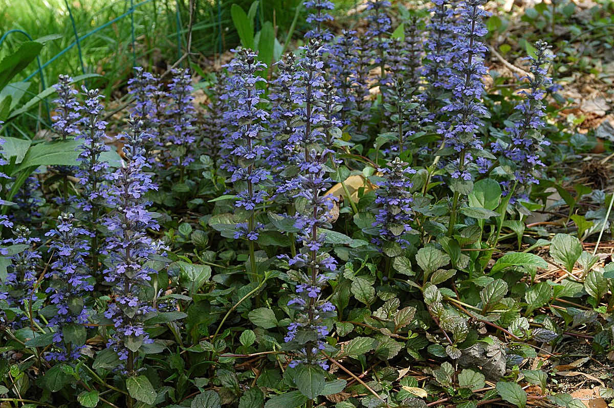 Ajuga (Bugleweed) Plants