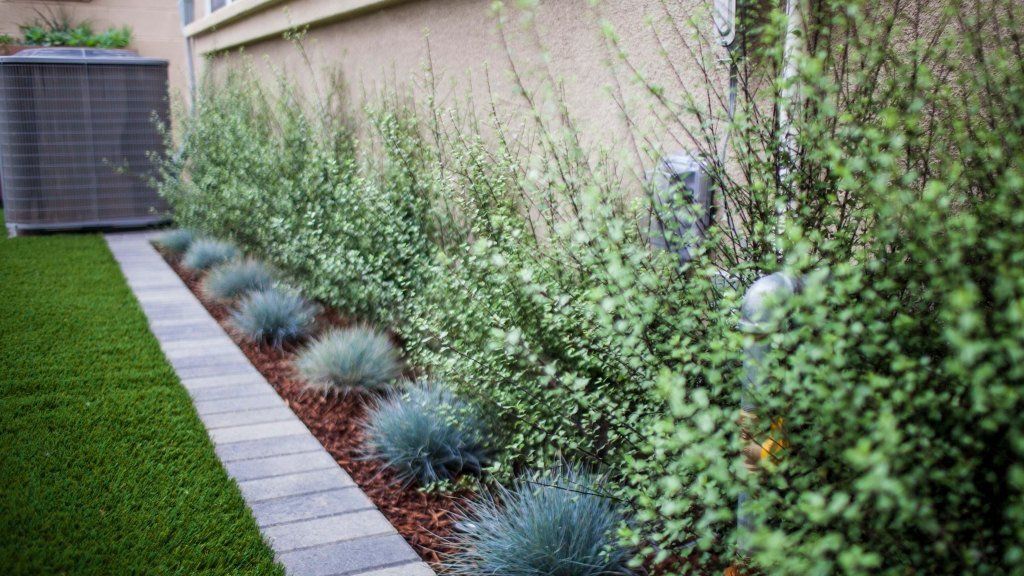 Blue Fescue Edging Plants