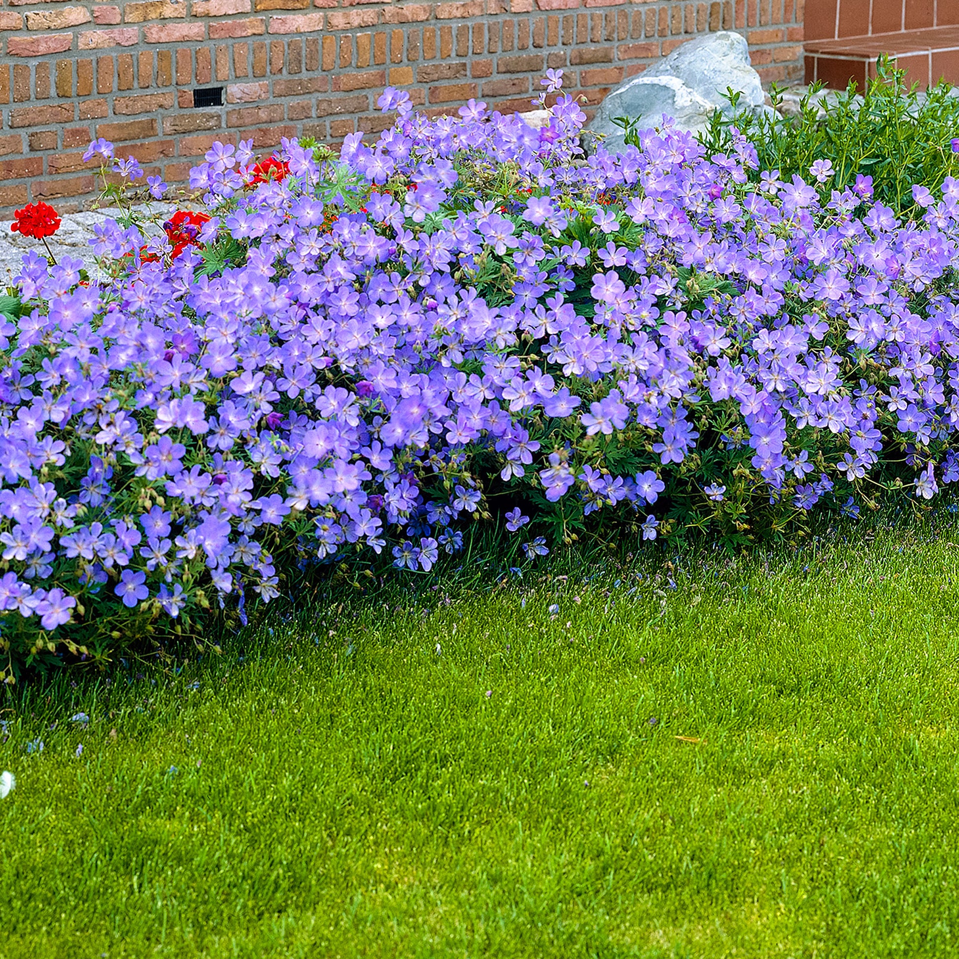 Geranium (Cranesbill) Edging Plants
