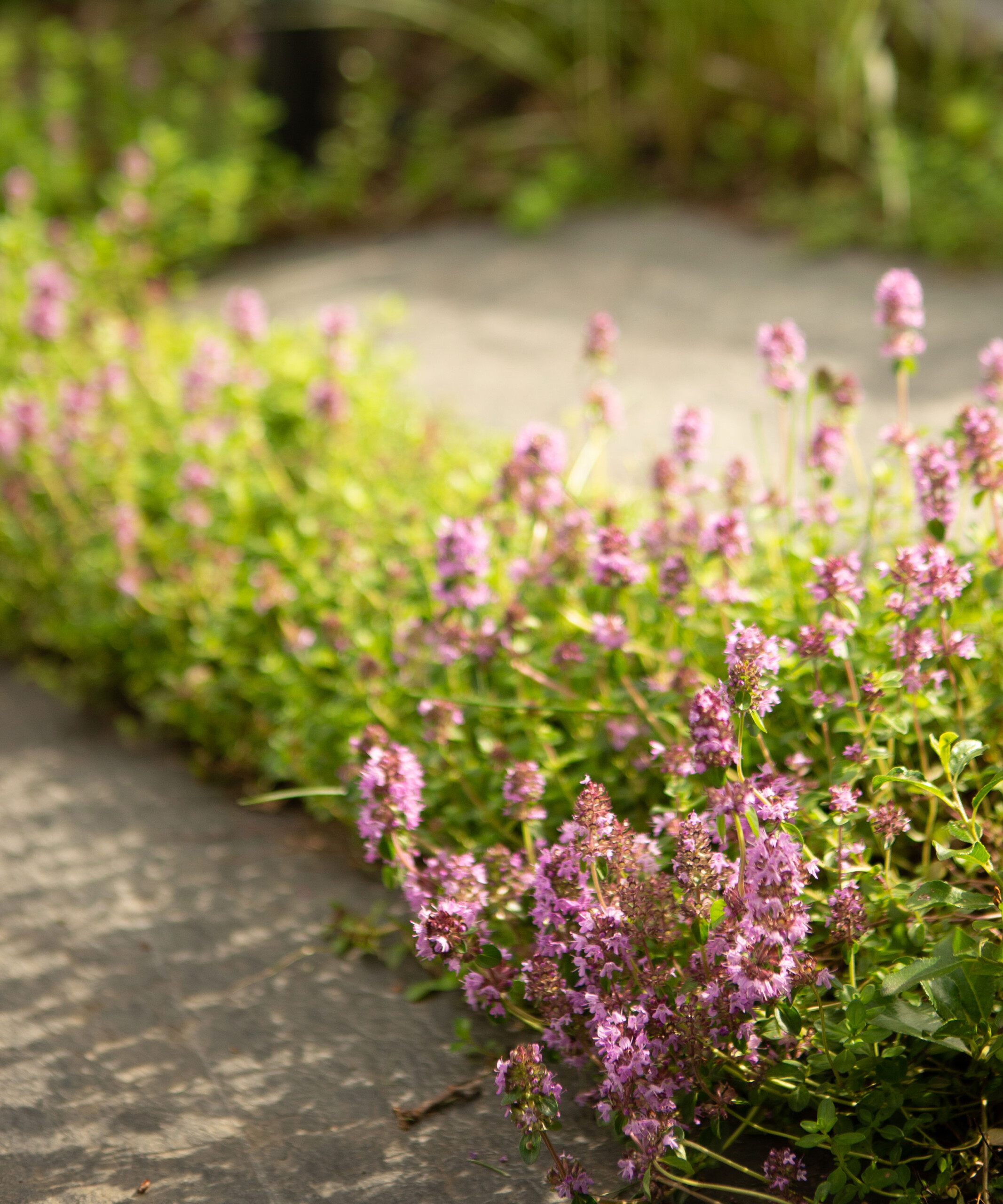 Thyme Edging Plants