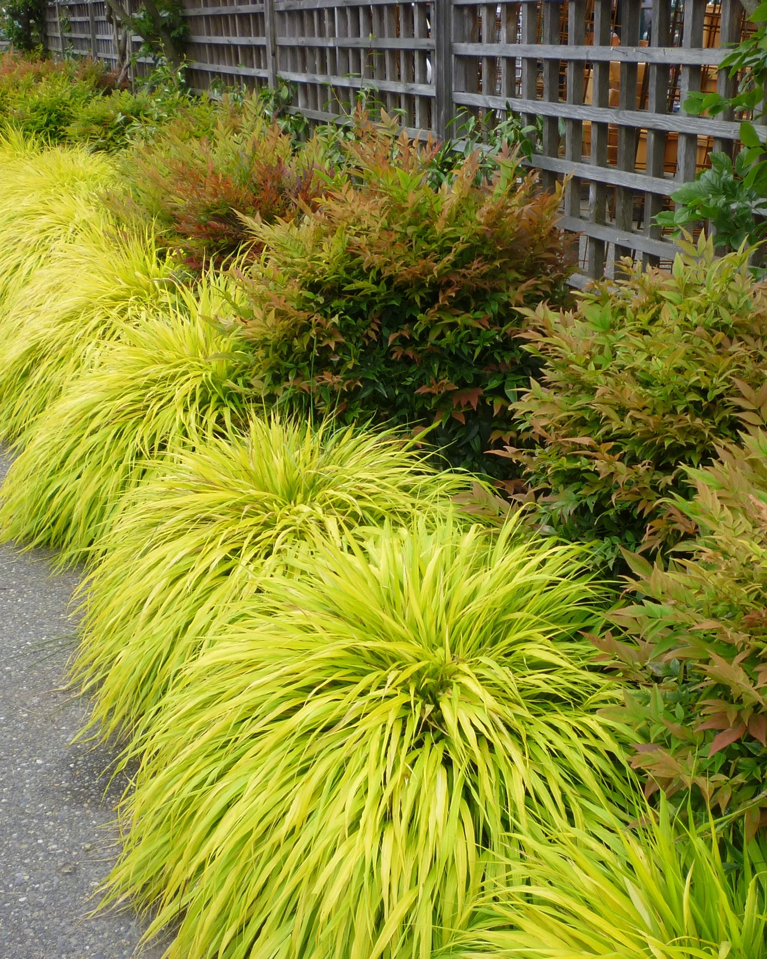 Japanese Forest Grass (Hakonechloa) Edging Plants