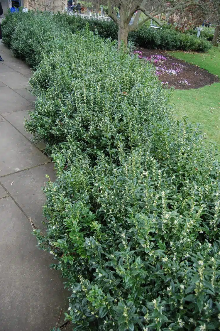 Sweet Box (Sarcococca) Edging Plants