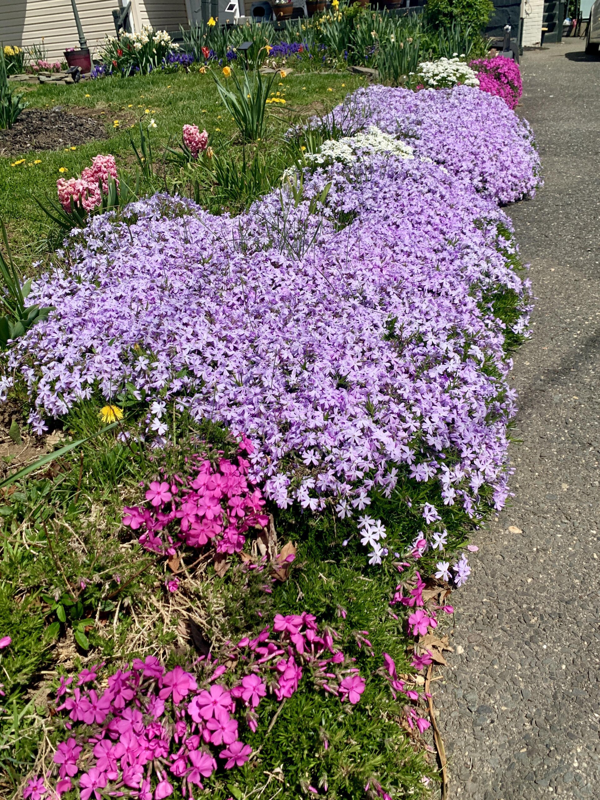 Creeping Phlox Edging Plants