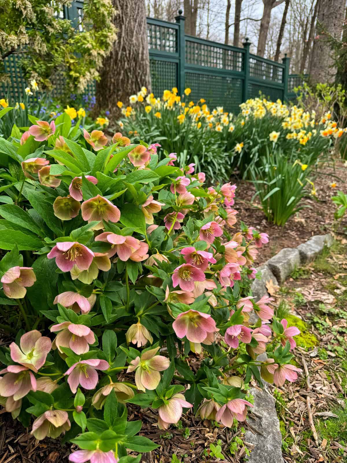 Helleborus (Lenten Rose) Edging Plants