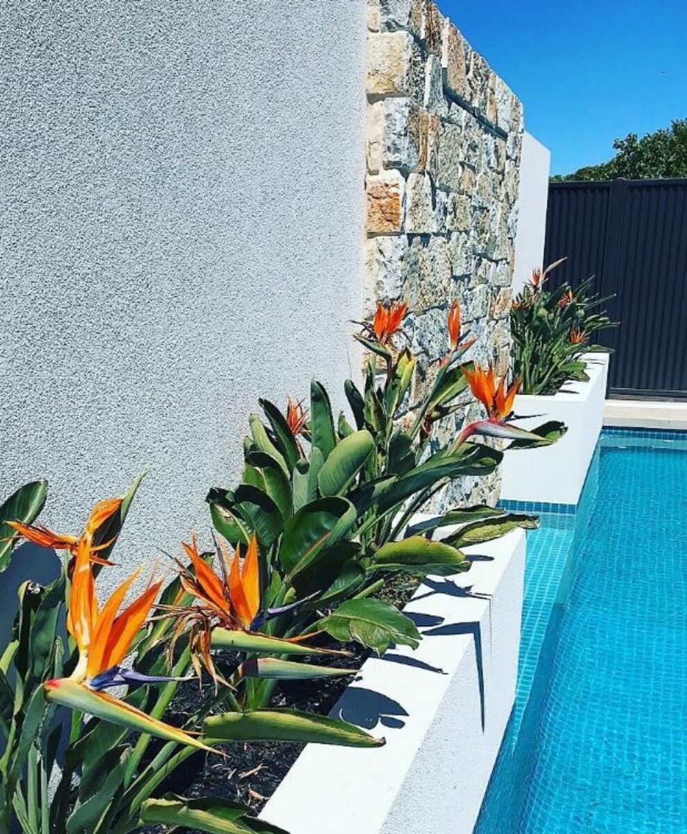 21 Stunning Plants Around the Pool for Every Backyard – Image 3