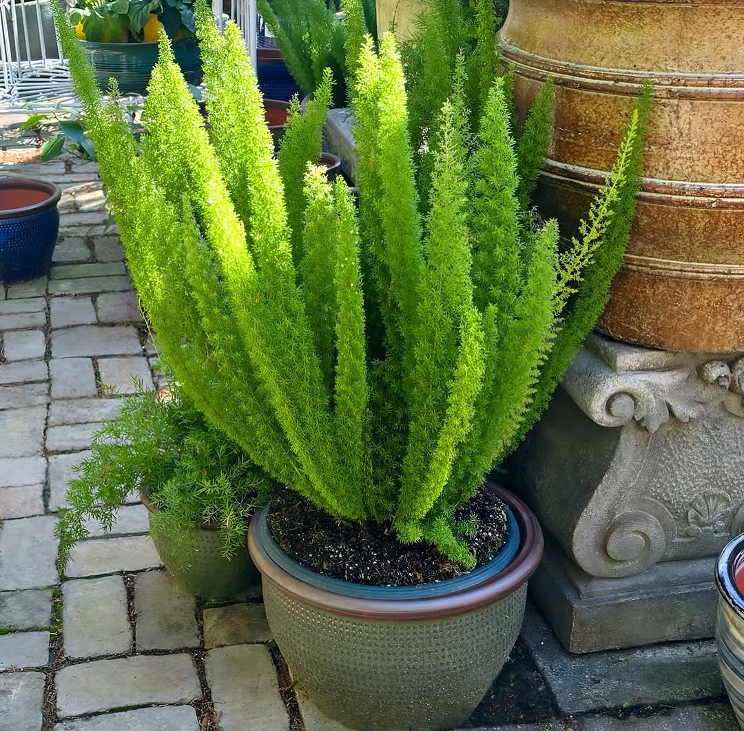 21 Stunning Plants Around the Pool for Every Backyard – Image 5