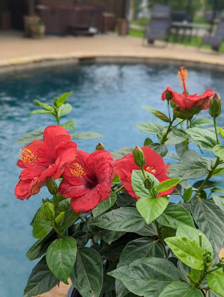 21 Stunning Plants Around the Pool for Every Backyard – Image 7