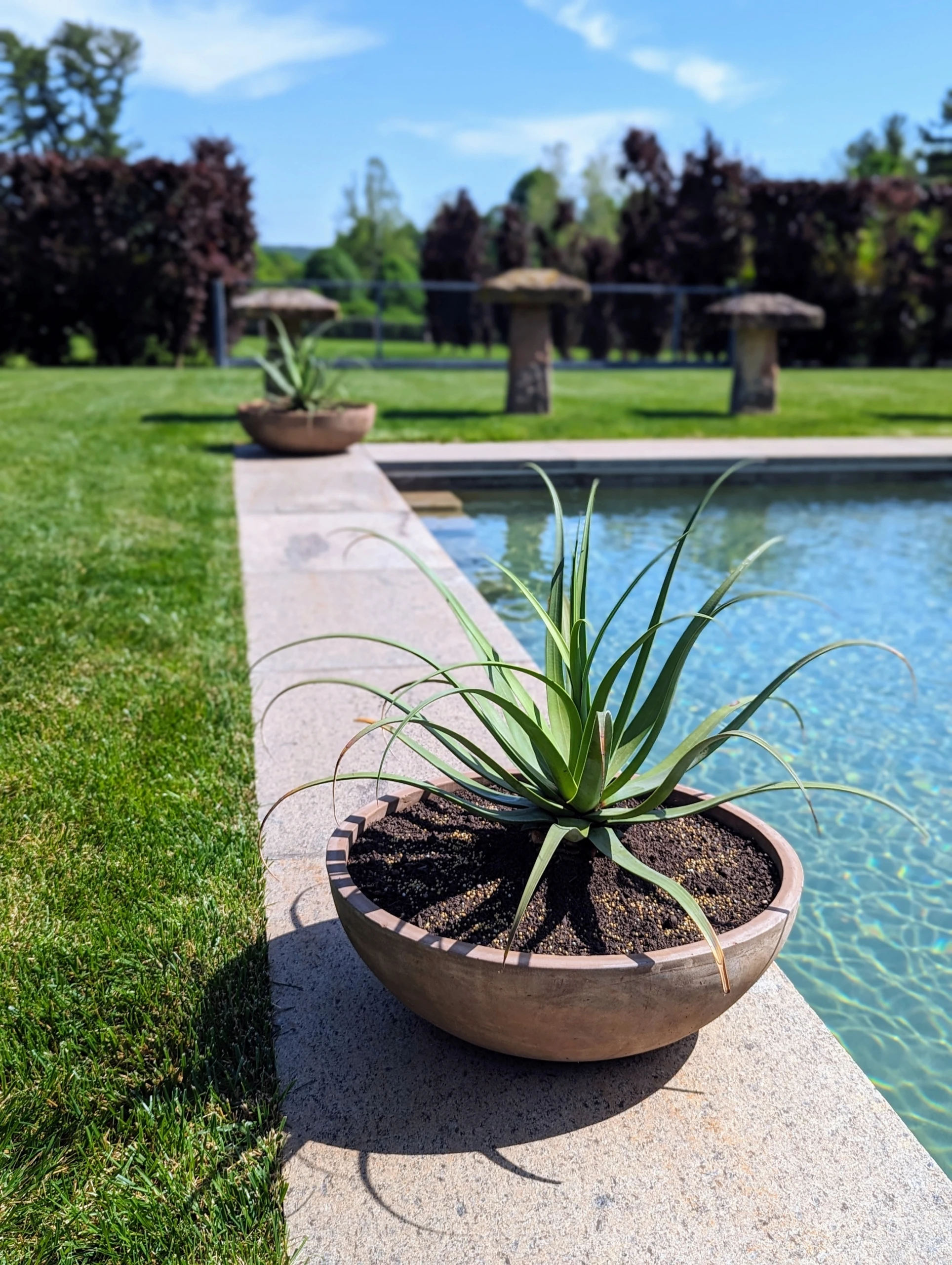 21 Stunning Plants Around the Pool for Every Backyard – Image 9