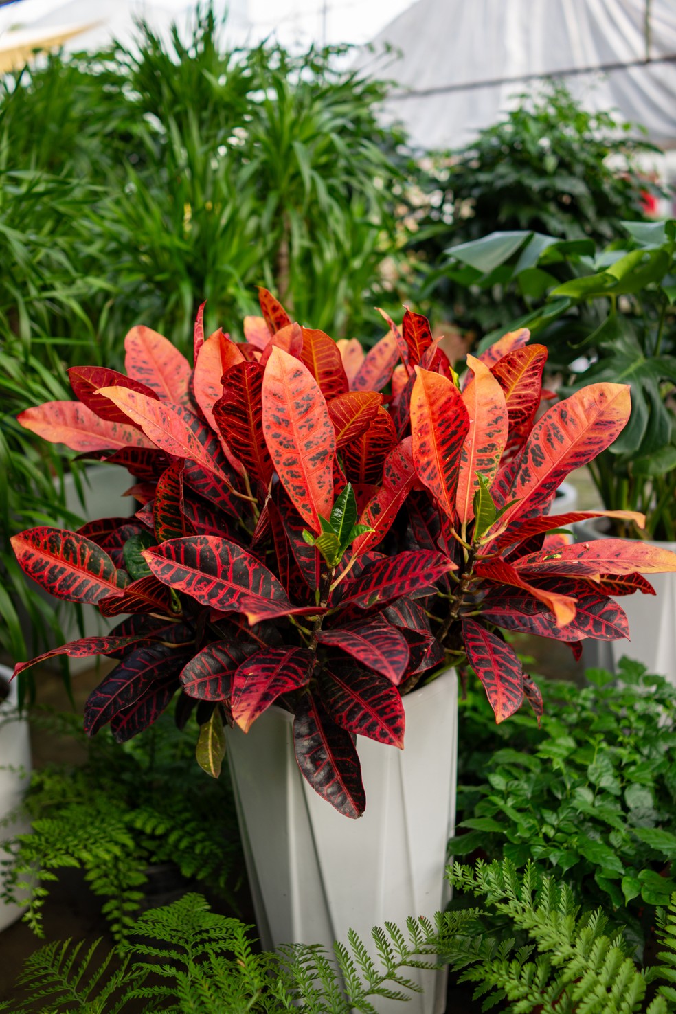 21 Stunning Plants Around the Pool for Every Backyard – Image 11