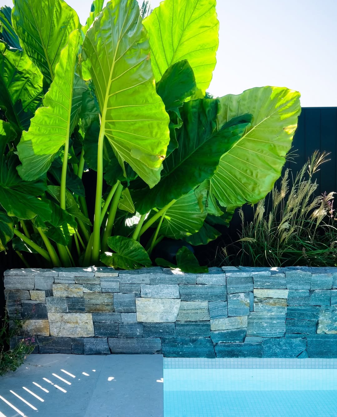 21 Stunning Plants Around the Pool for Every Backyard – Image 17