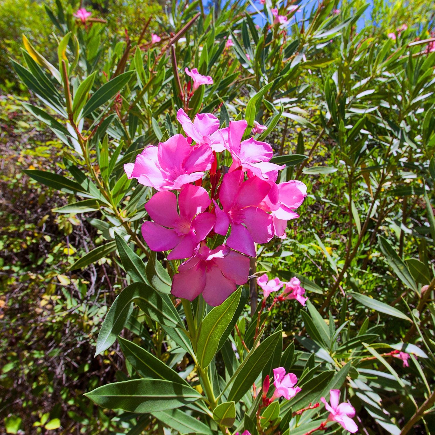 21 Stunning Plants Around the Pool for Every Backyard – Image 29