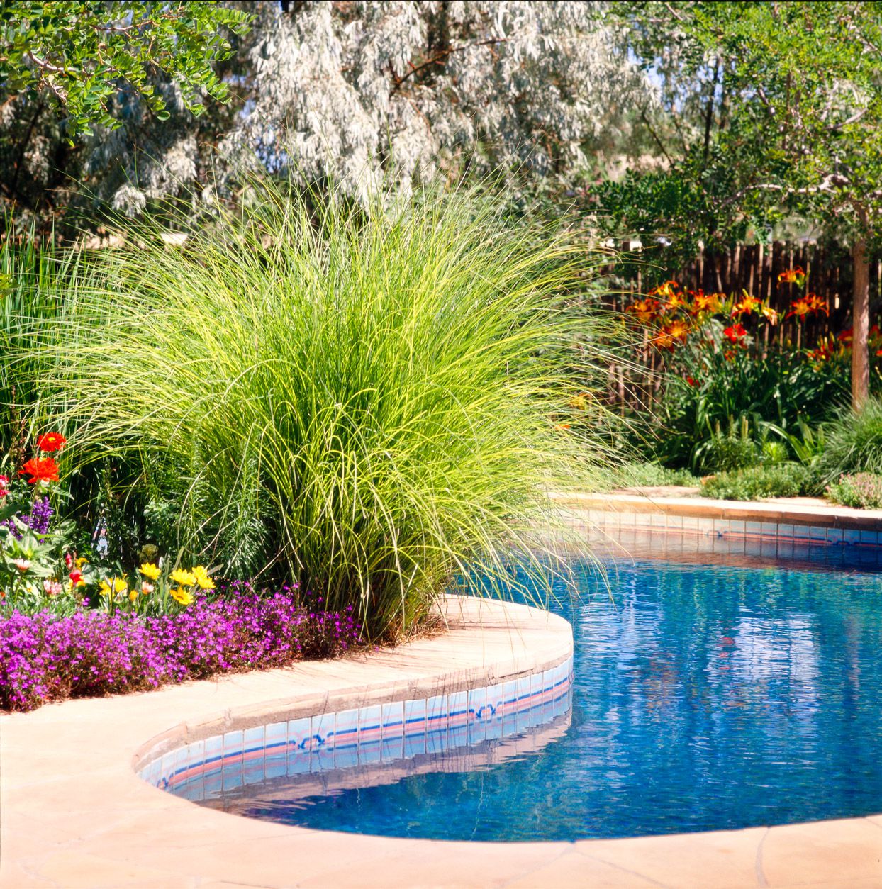 21 Stunning Plants Around the Pool for Every Backyard – Image 31