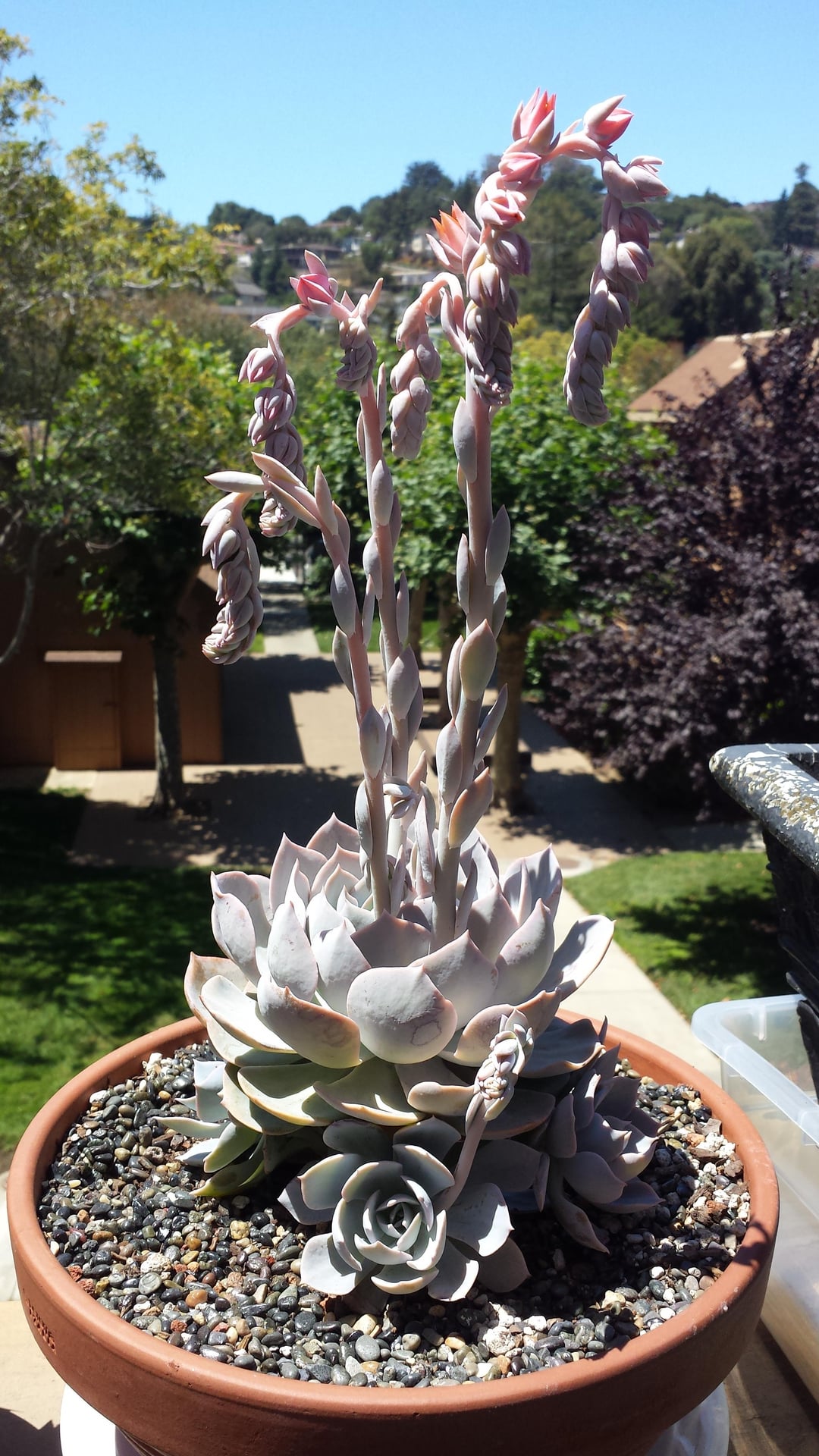 21 Stunning Plants Around the Pool for Every Backyard – Image 33