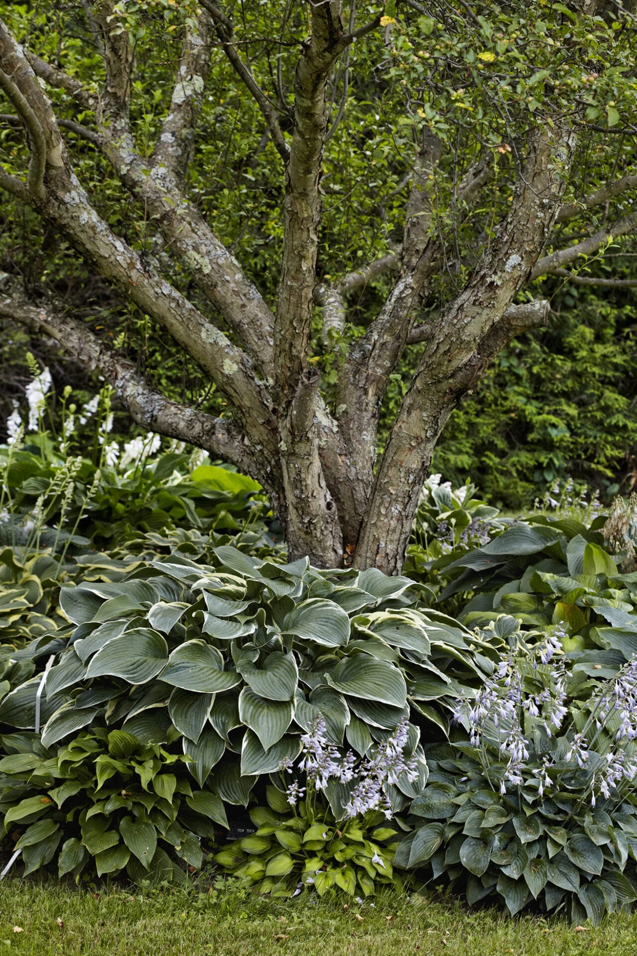 17 Beautiful Plants To Grow Under Trees For Landscaping – Image 5